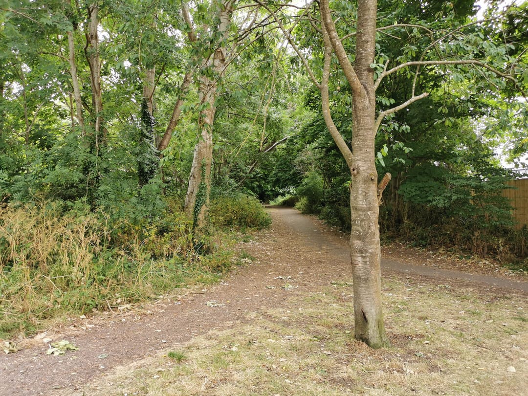 Badocks Wood - image 3