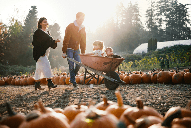 Pumpkin Picking in Bristol