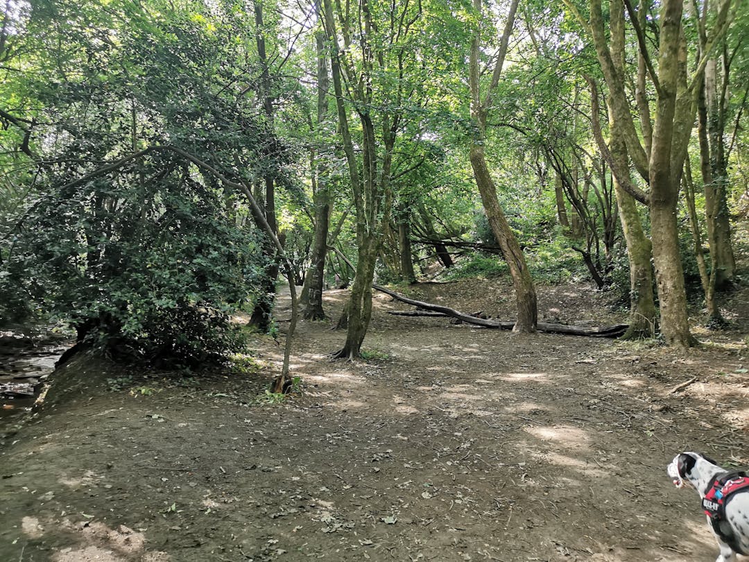 Coombe Brooke Nature Reserve - image 2